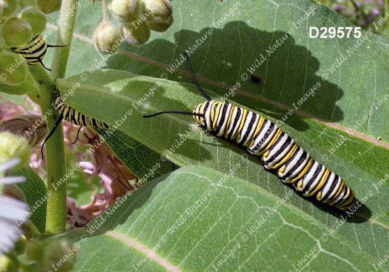 Monarch (Danaus plexippus)